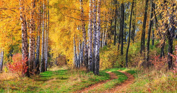 Birch grove with a country road on sunny autumn day, beautiful landscape through foliage and tree trunk