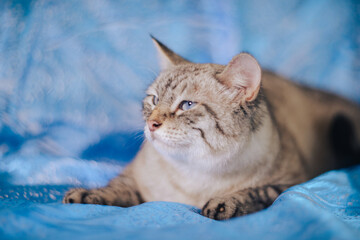 grey cat with blue eyes on a blue background on the cover