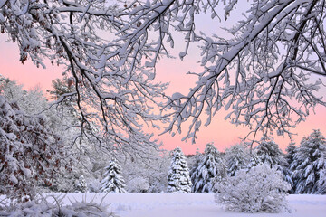 New England Winter Wonderland. Colorful lavender pink sky and trees covered in blanket of fresh white snow. Image captured just before sunset as sky cleared following departing snowstorm. - obrazy, fototapety, plakaty