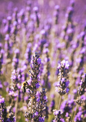 Bee in Lavender Field