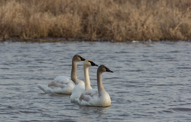 Three swans stare with heads held in common alignment at Loess Bluffs Refuge in Missouri