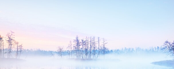 Evergreen forest (bog) in a thick mysterious fog at sunrise. Latvia. Soft sunlight. Idyllic autumn landscape. Fairy, dreamy scene. Pure nature, ecotourism theme