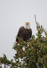 Bald eagle in pine evergreen tree