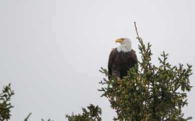 Bald eagle in pine evergreen tree