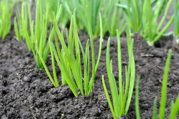 close-up of growing green onion in the vegetable garden