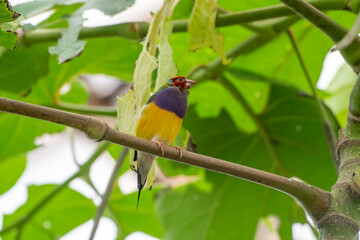 Gouldian finch - the Lady Gouldian finch, Gould's finch or the rainbow finch