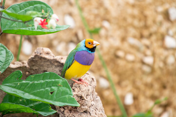 Gouldian finch - the Lady Gouldian finch, Gould's finch or the rainbow finch