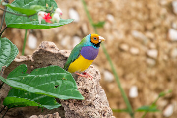 Gouldian finch - the Lady Gouldian finch, Gould's finch or the rainbow finch