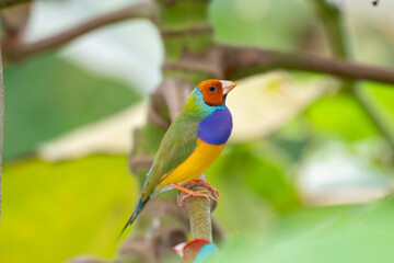 Gouldian finch - the Lady Gouldian finch, Gould's finch or the rainbow finch