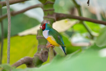 Gouldian finch - the Lady Gouldian finch, Gould's finch or the rainbow finch