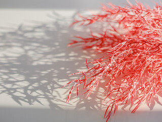 Shallow depth of field image of pampas grass with defocused central copy space