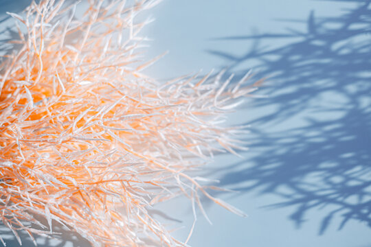 Shallow depth of field image of pampas grass with defocused central copy space