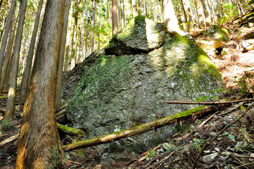 奥武蔵　蕨山　森の巨岩
