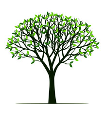 Green Spring Tree. Vector outline Illustration. Plant in Garden.