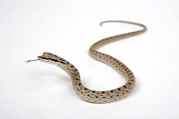 lambent snake // züngelnde Schlange - Rein Snake // Zügelnatter (Gonyosoma frenatus)