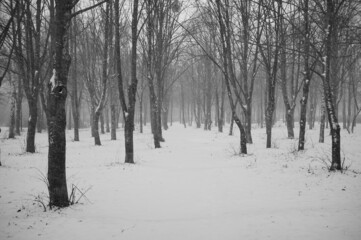 Obraz premium snow covered trees