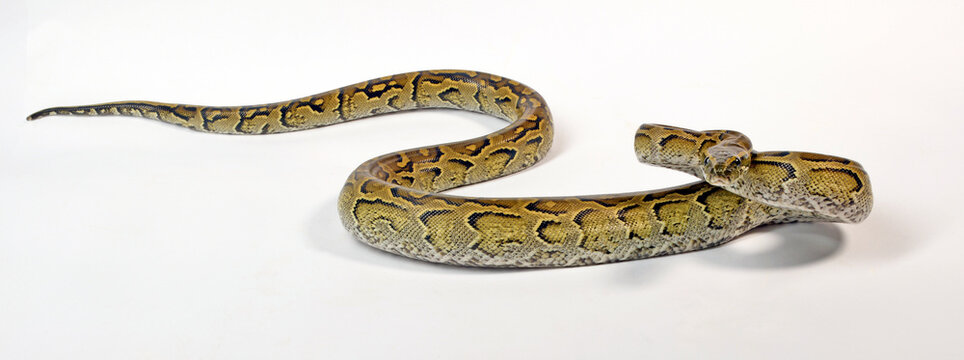 African rock python // N&ouml;rdlicher Felsenpython (Python sebae)