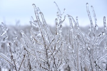 Freezing flower plant in ice on the snow meadow.High horizontal quality photo