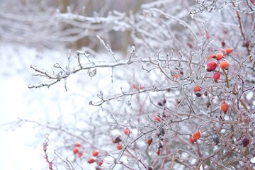 Freezing canker-rose, briar plant in ice on the snow meadow. High vertical quality photo
