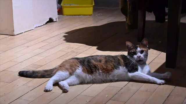gata sue&ntilde;o bostezo 
