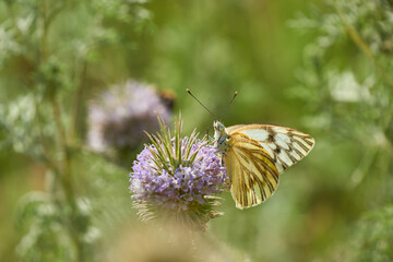 white butterfly perched on pink thistle flower. Green and pink blur background