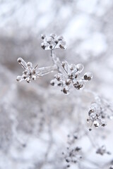 Freezing flower plant in ice on the snow meadow.High vertical quality photo