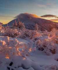 Sunrise in the Giant Mountains. Snow-covered bushes and trees in the sunlight. In the background Śniezka, the highest peak of the Karkonosze Mountains 