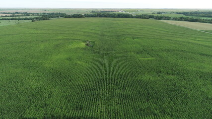 Fototapeta premium Corn Field
