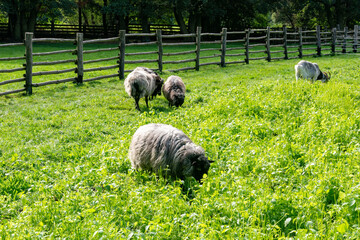 skansen © Dariusz Grochal 