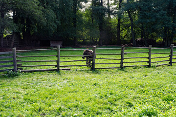 skansen © Dariusz Grochal 