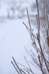 Freezing flower plant in ice on the snow meadow. . High vertical quality photo