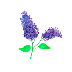 Branch of violet lilac watercolor illustration isolated on a white background. Watercolor painting, hand-drawing black, invitation