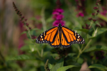 Horizontal photo of a beautiful monarch butterfly feeding on butterfly bush, buddleia.