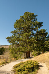 landscape with trees