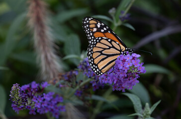 Fototapeta na wymiar A beautiful orange monarch drinking nectar from purple butterfly bush, Miss Molly. 