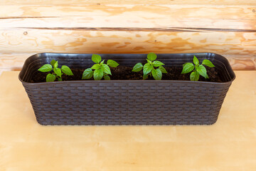 Sweet pepper seedlings in plastic pot on wooden background. Spring planting. Hobby, home garden, growing organic vegetables at home. Concept of eco-friendly house.
