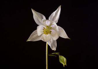 Obraz premium Beautiful Aquilegia glandulosa flowers against a dark background. Floral wallpaper with aquilegia flowers.