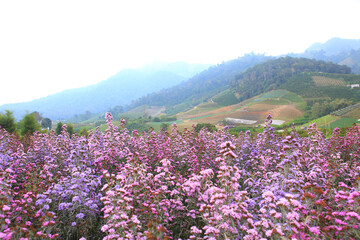 Obraz premium Mountain range with pink flower through the morning colorful fog.with sunlight romanctic moment