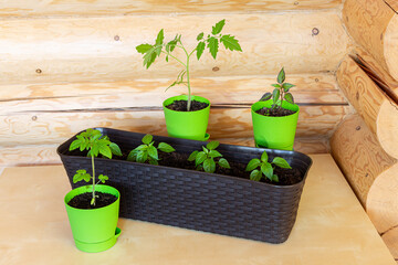 Sweet pepper and tomato seedlings in plastic pots on wooden background. Spring planting. Hobby, home garden, growing organic vegetables at home. Concept of eco-friendly house.
