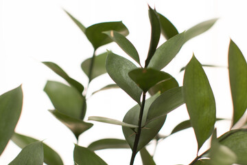 Green Italian Ruckus plant on white background