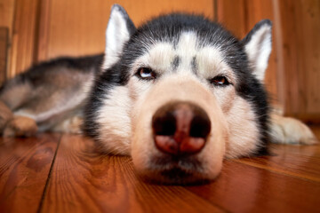 Siberian husky dog resting indoors, close-up portrait