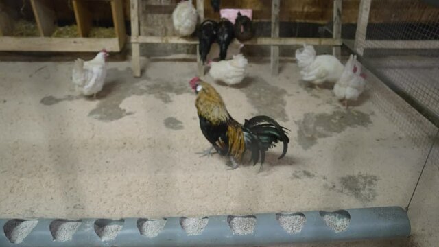Hens and roosters in the coop. Lunch in the henhouse. Chickens and rooster in chicken house.