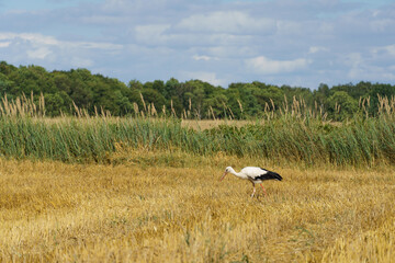 stork in wheat