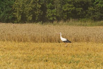 Obraz premium stork in wheat