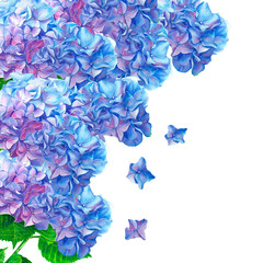 Arrangements with watercolor flowers. Blue hydrangea flower. Watercolor illustration of a blue hydrangea blossom hand painted. Botanical illustration. Illustration for greeting cards, invitations