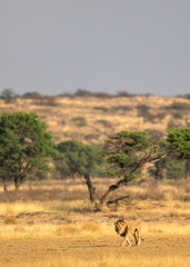 Black-maned lion walking in the Kgalagadi