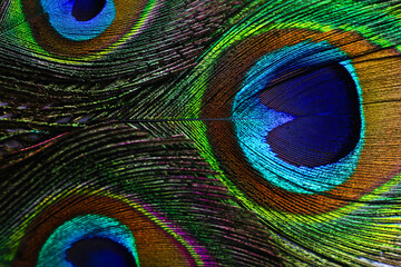 Obraz premium Beautiful bright peacock feathers as background, closeup
