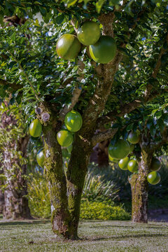 The fruit of calabash tree. Species Crescentia cujete. Also know as cabaca or cabaza. Gourd.