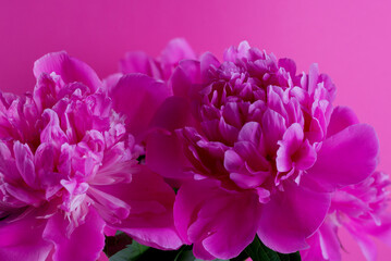 Beautiful bouquet of pink and white Peonies. Floral spring seasonal wallpaper. Close up photography softfocused peony.