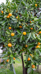 Tangerine tree with ripe orange tangerine fruits on branches